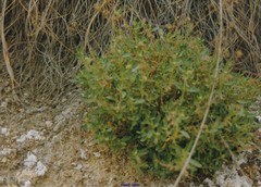 Helianthemum squamatum