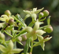 Galium capense
