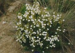 Cistus clusii