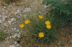Launaea fragilis
