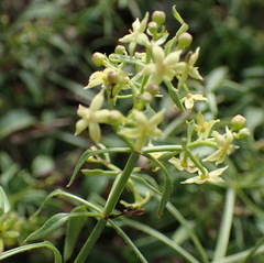 Galium capense