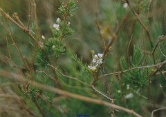 Lepidium subulatum