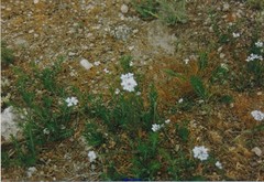 Iberis saxatilis