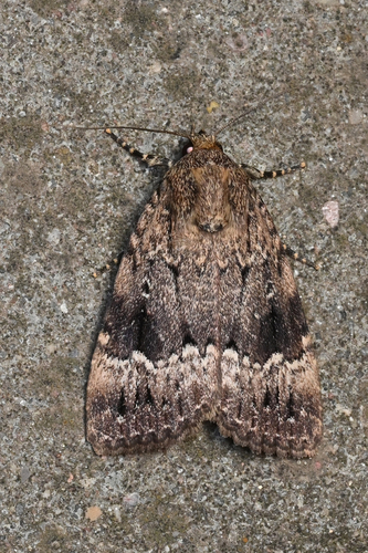 Eurasian Copper Underwing