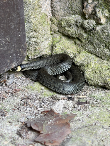 grass snake