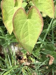 Epimedium