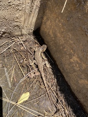 Sceloporus spinosus