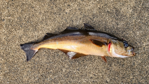 Atlantic Pollock