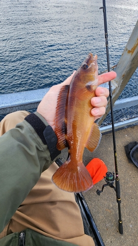 Cuckoo Wrasse