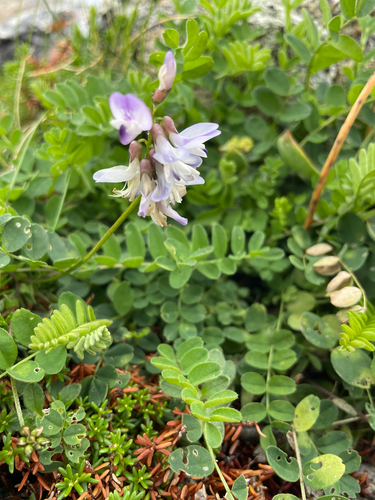 Alpine Milkvetch