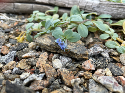 Oysterplant
