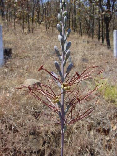 Agave jaliscana