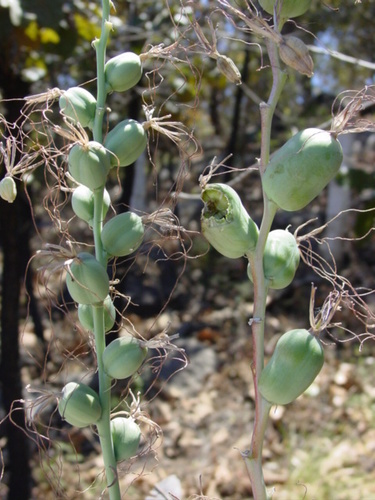 Agave jaliscana