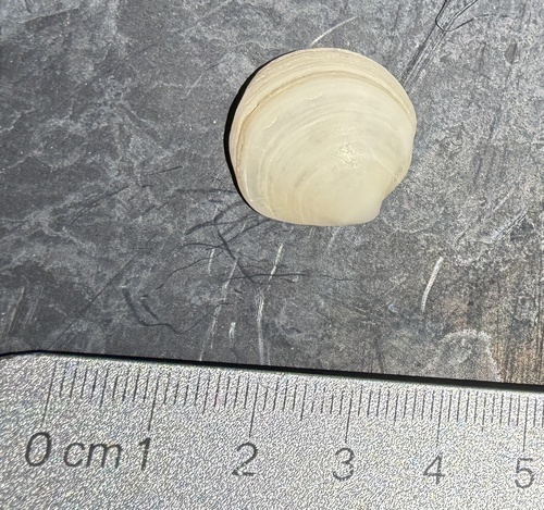 Phacoides pectinatus, 2026-08-10