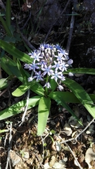 Scilla peruviana