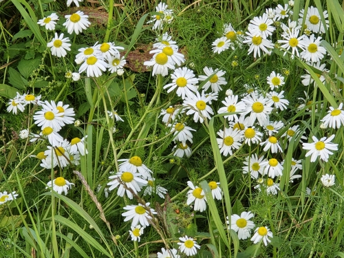 Sea Mayweed