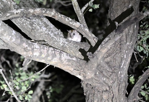 Acacia Thallomys