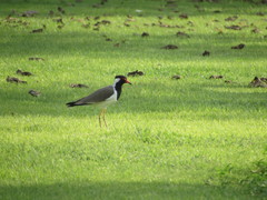 Vanellus indicus
