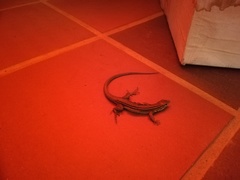 Cnemidophorus lemniscatus