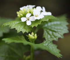Alliaria petiolata