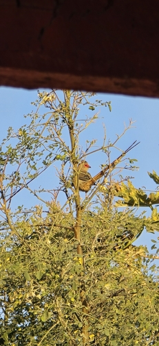 Red-faced Mousebird