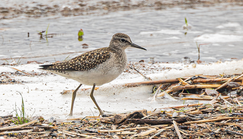 Wood Sandpiper