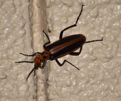 Pyrota tenuicostatis