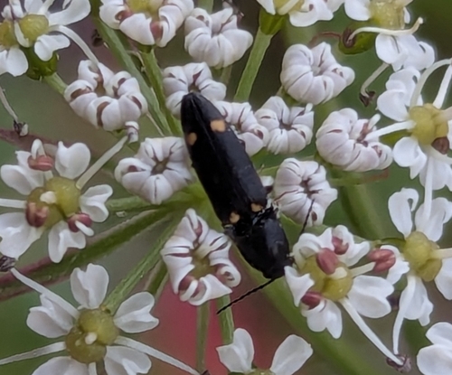 Megapenthes, 2026-08-10