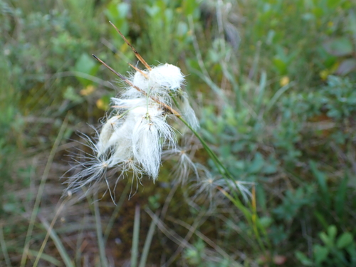 Eriophorum viridicarinatum observed 2026-08-05