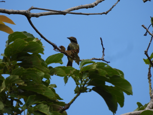 Piratic Flycatcher