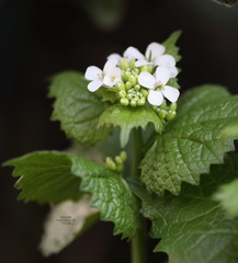 Alliaria petiolata