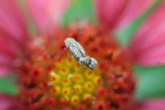 Trigonorhinus limbatus