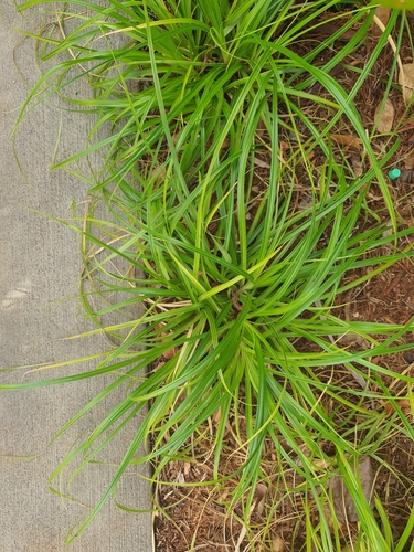 Carex wahuensis observed 2026-08-10