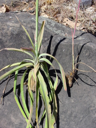 Agave jaliscana