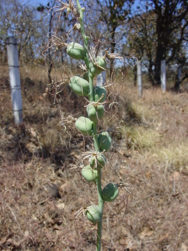 Agave jaliscana