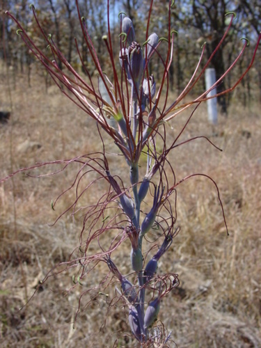 Agave jaliscana