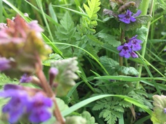 Glechoma hederacea