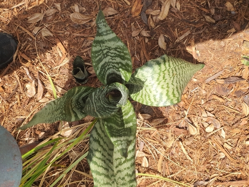 Sansevieria observed 2026-08-10