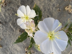 Oenothera deltoides