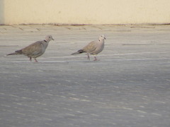 Streptopelia decaocto