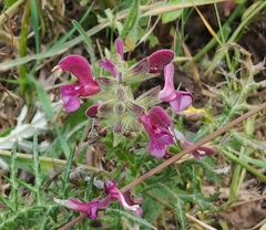 Salvia hierosolymitana hierosolymitana
