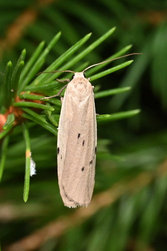 Dotted Footman