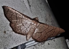 Hypolamprus ypsilon