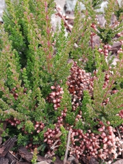 Calluna