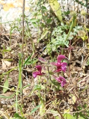 Salvia hierosolymitana hierosolymitana