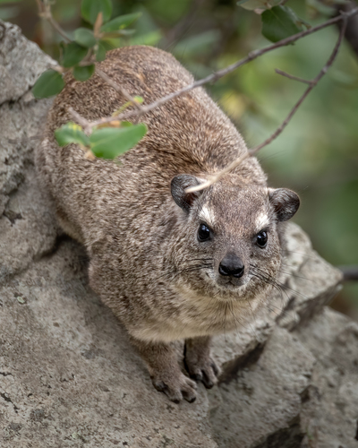 Bush Hyrax