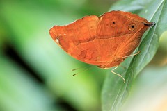 Doleschallia bisaltide