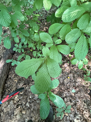 Viburnum sieboldii, photograph (c) betsyyyy, some rights reserved (CC BY)