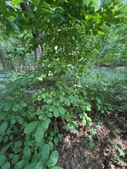 Viburnum sieboldii, photograph (c) betsyyyy, some rights reserved (CC BY)