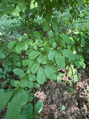 Viburnum sieboldii, photograph (c) betsyyyy, some rights reserved (CC BY)